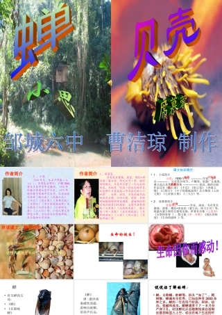 《蝉、贝壳》课件1