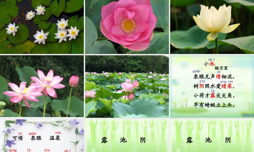 小学一年级下古诗两首(所见小池)