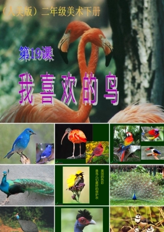 人美版二年级下19课我喜欢的鸟课件