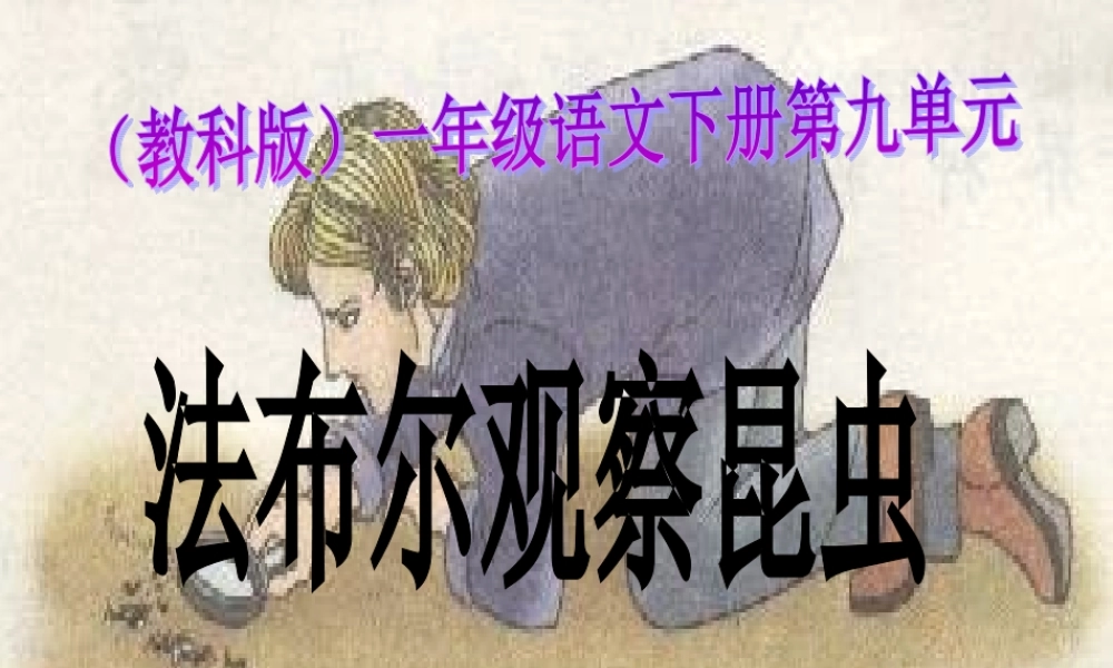 （教科版）一年级语文下册课件法布尔观察昆虫1