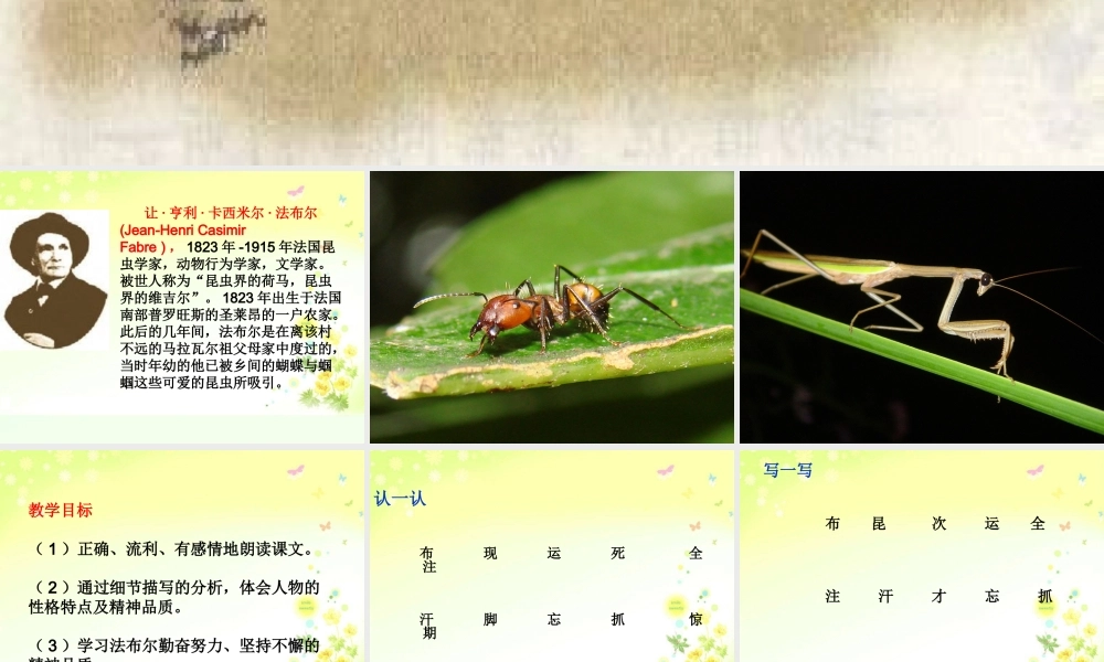 （教科版）一年级语文下册课件法布尔观察昆虫1