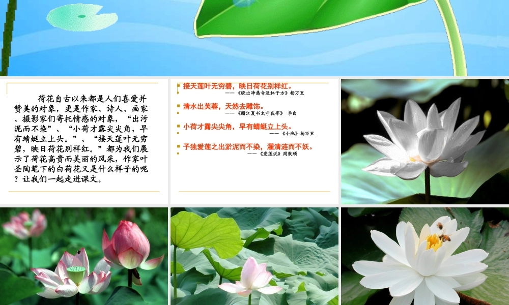 荷花好的课件