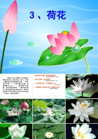 荷花好的课件