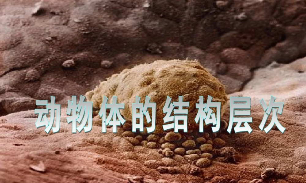 动物体的结构层次 (2)