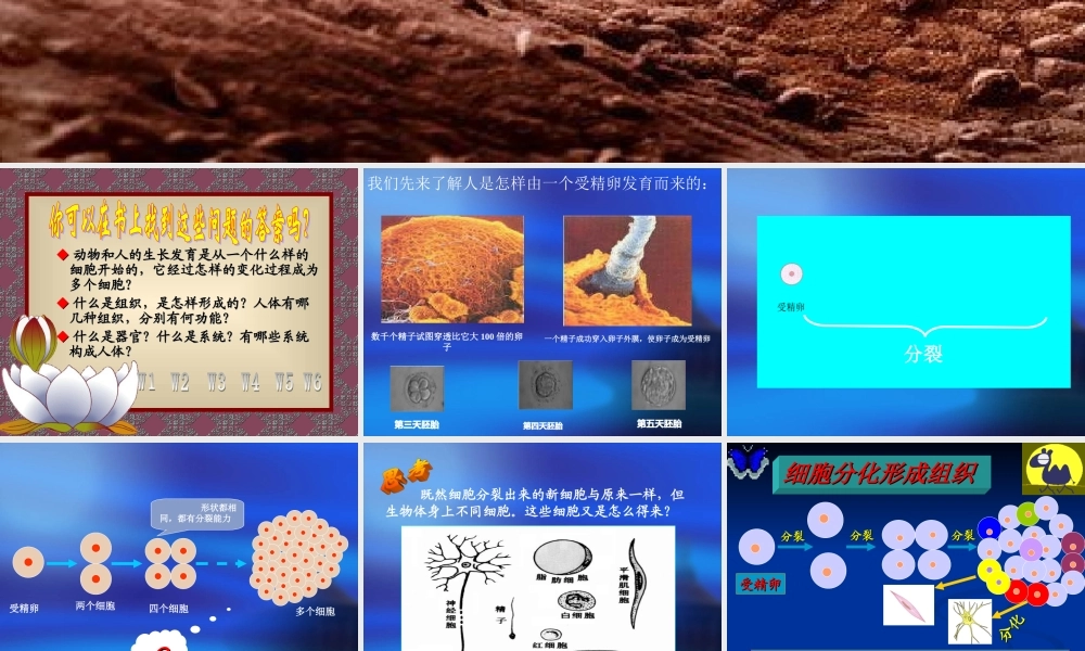 动物体的结构层次 (2)