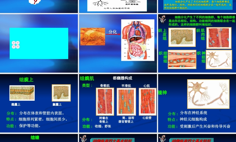动物体的结构层次 (2)