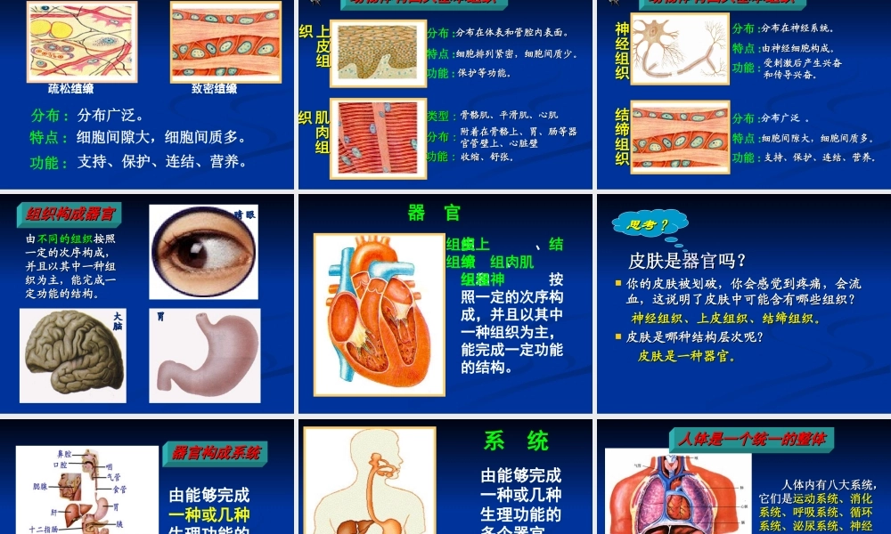 动物体的结构层次 (2)