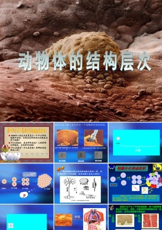 动物体的结构层次 (2)