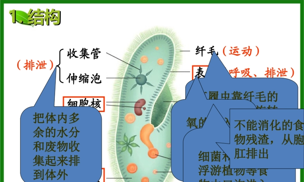 2015生物圈有哪些绿色植物