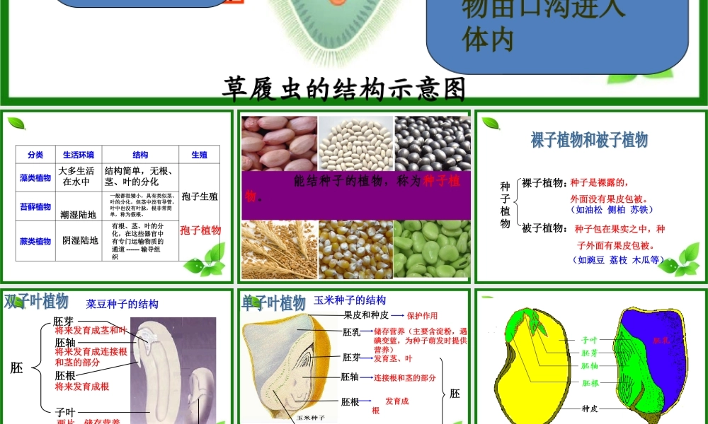 2015生物圈有哪些绿色植物
