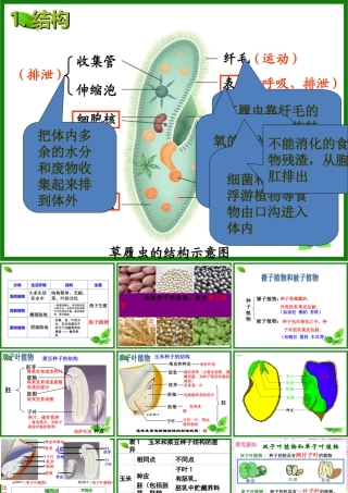 2015生物圈有哪些绿色植物