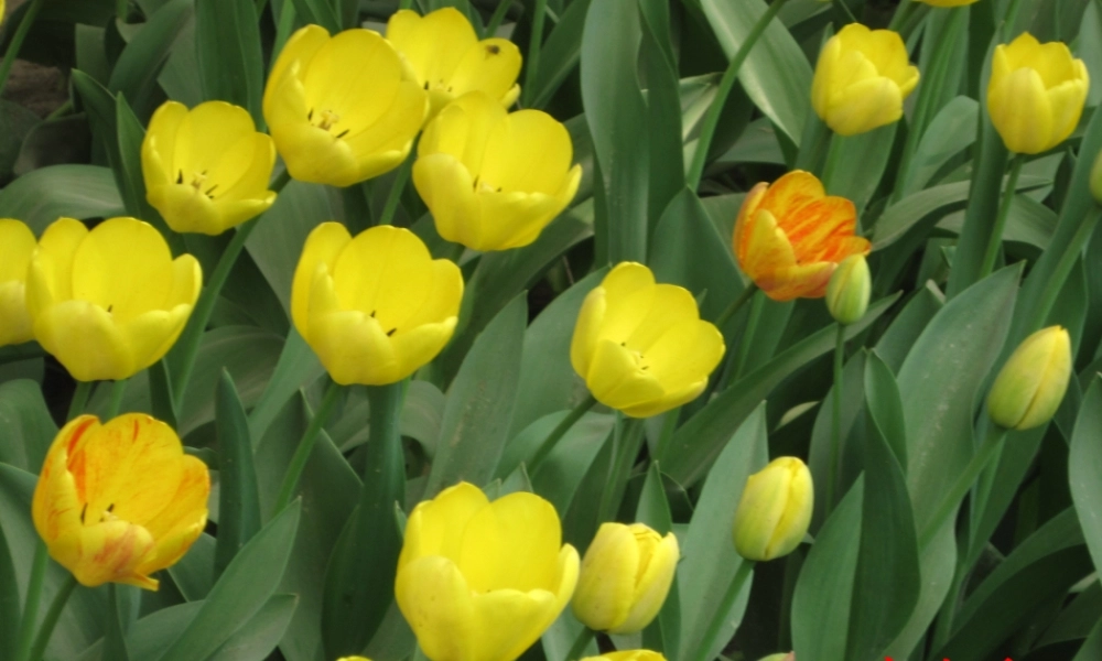 含苞待放一朵花