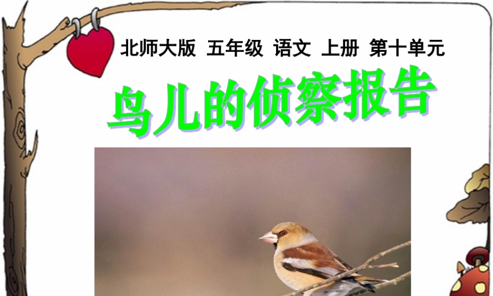 北师大版五年级语文上册《鸟儿的侦察报告》课件2