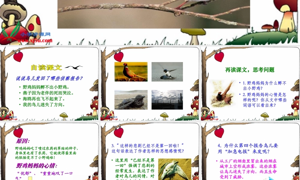 北师大版五年级语文上册《鸟儿的侦察报告》课件2