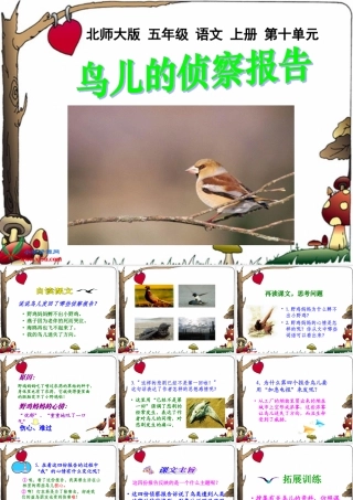北师大版五年级语文上册《鸟儿的侦察报告》课件2