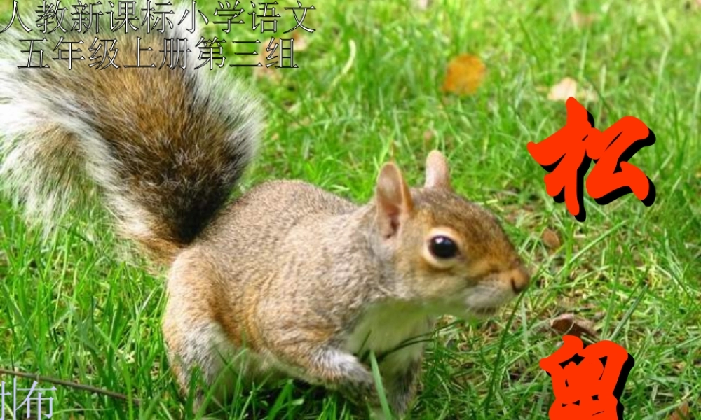 松鼠课件 (2)