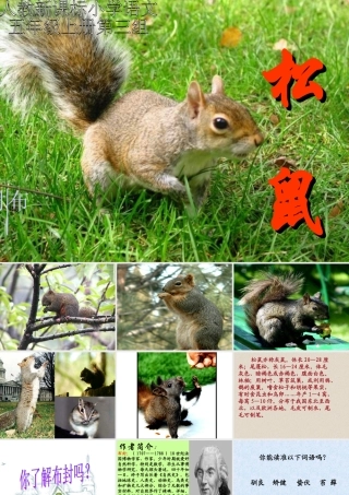 松鼠课件 (2)