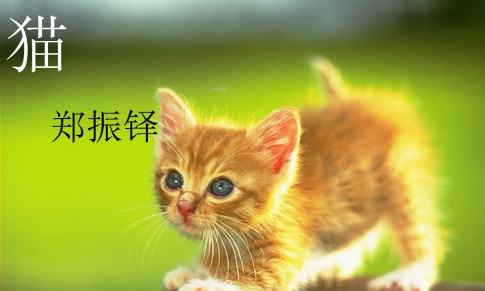 [中学联盟]辽宁省彰武县第三初级中学人教版语文七年级下册：第六单元26猫+课件（共15张PPT）