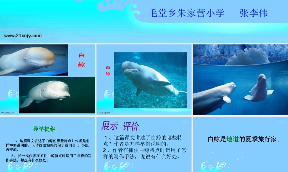 （西师大版）四年级语文下册课件白鲸1