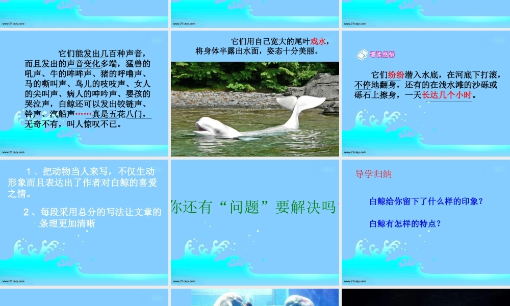 （西师大版）四年级语文下册课件白鲸1