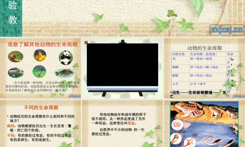 《其他动物的生命周期》(三下科学)