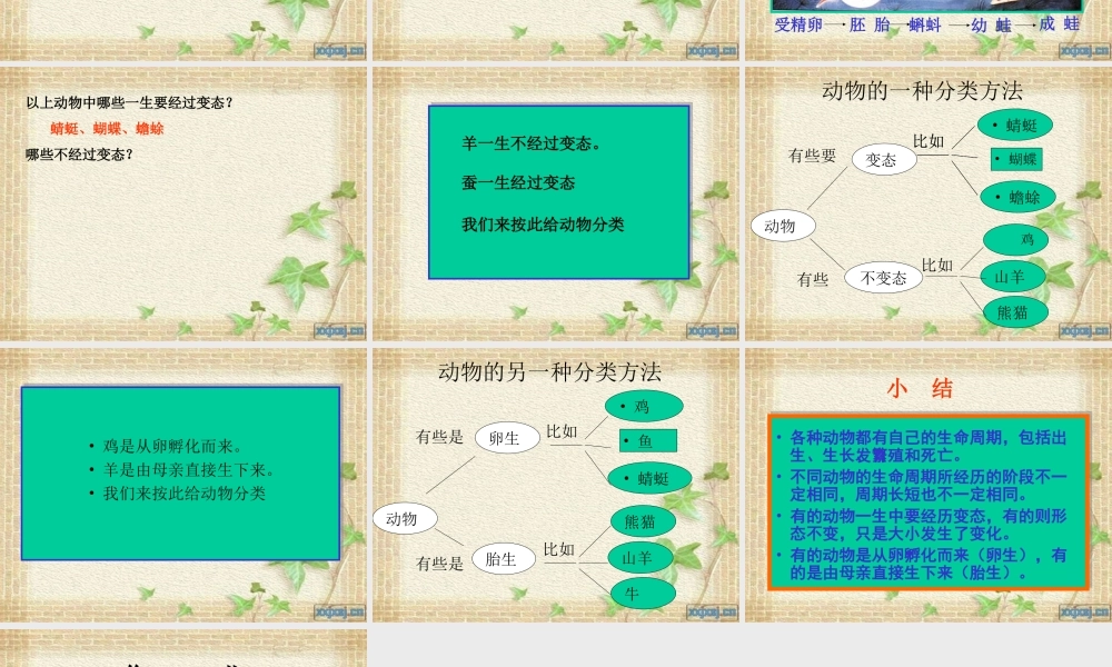 《其他动物的生命周期》(三下科学)