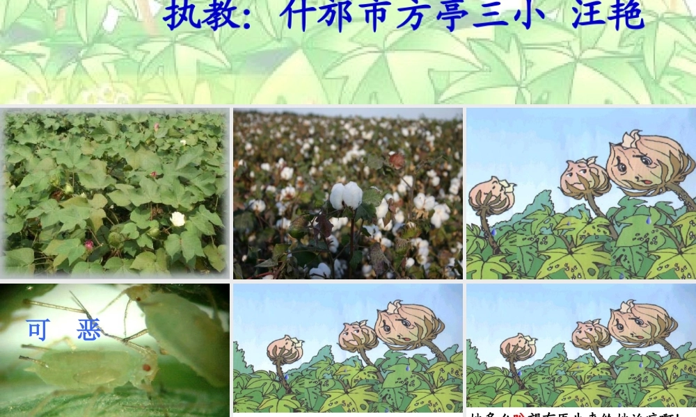 汪艳课件棉花姑娘（331）