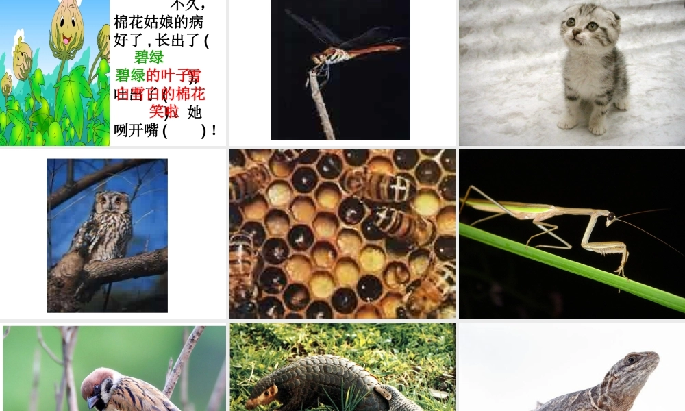 汪艳课件棉花姑娘（331）