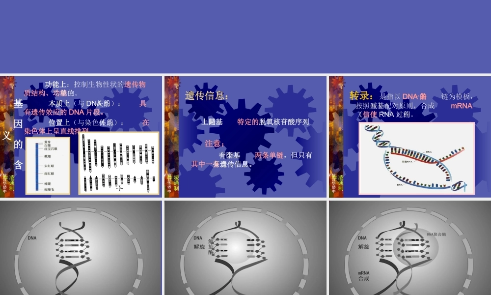 高中生物基因表达__课件