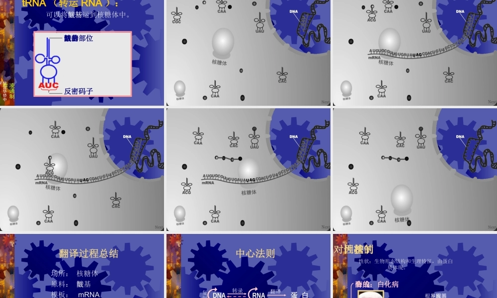 高中生物基因表达__课件