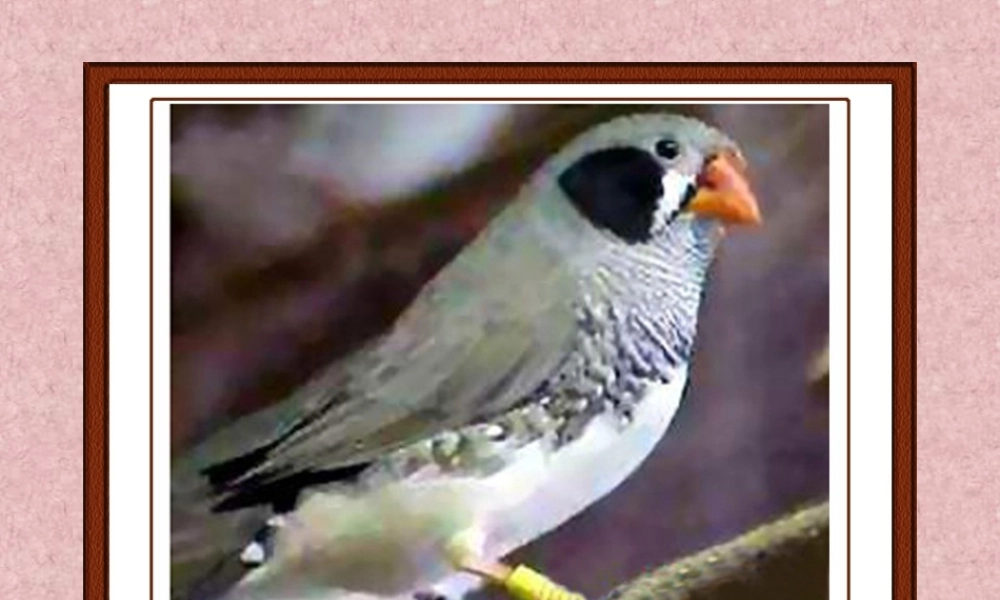 珍珠鸟演示文稿1