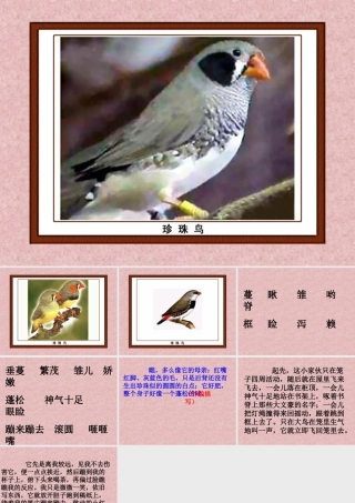 珍珠鸟演示文稿1