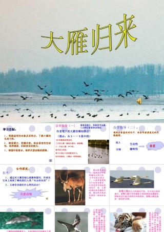 大雁归来 (2)