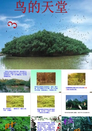 《鸟的天堂》课件 (5)
