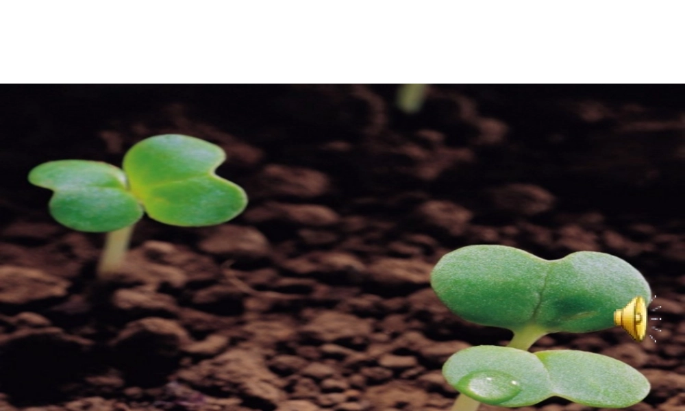 《热爱生命》PPT课件