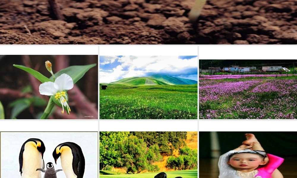 《热爱生命》PPT课件