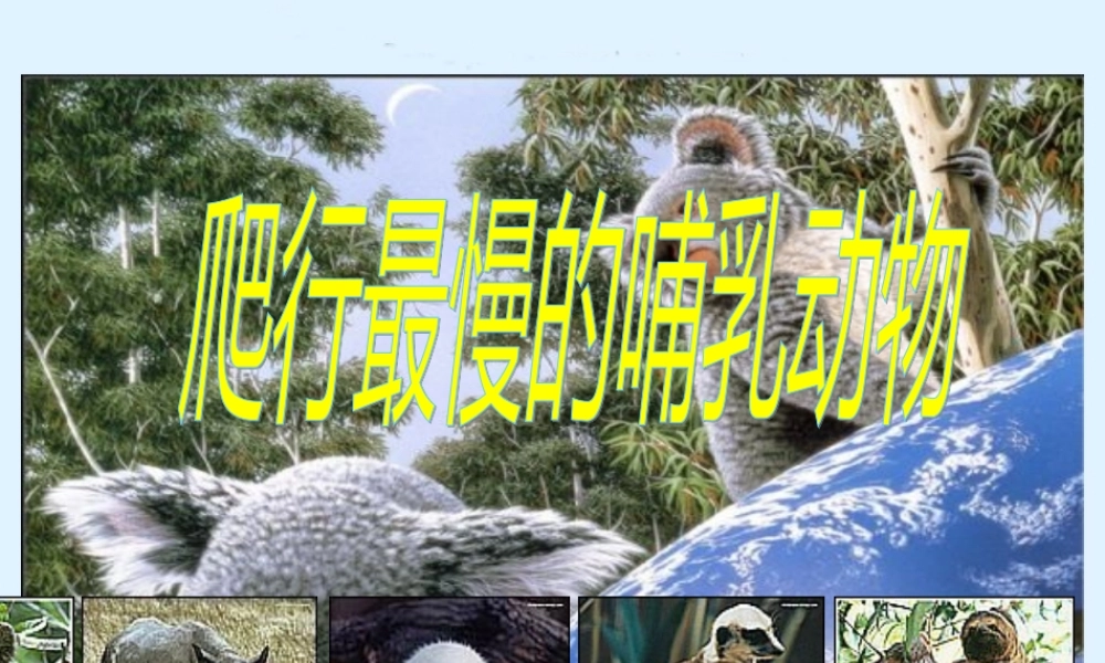 (北师大版)四年级数学下册课件_爬行最慢的哺乳动物1[1]