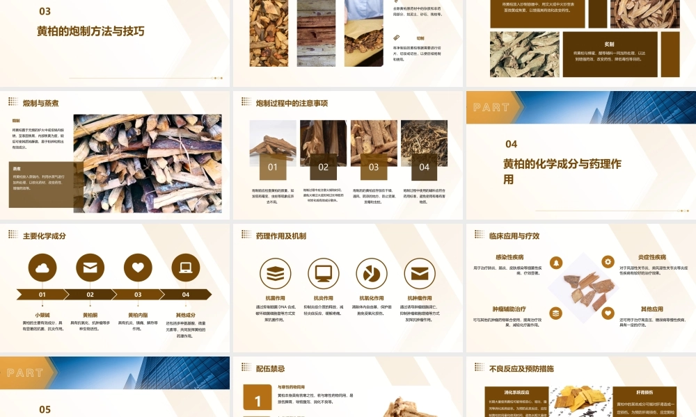 中药炮制技术之黄柏护理课件