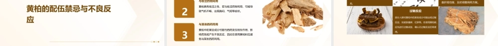 中药炮制技术之黄柏护理课件