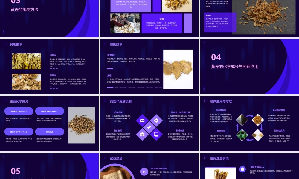 中药炮制技术之黄连护理课件
