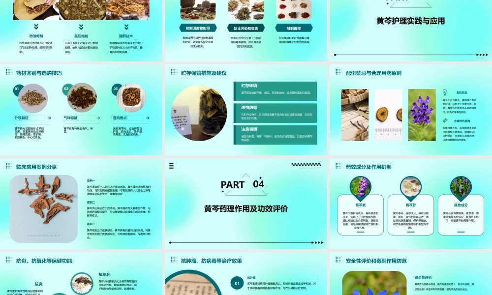 中药炮制技术之黄芩护理课件