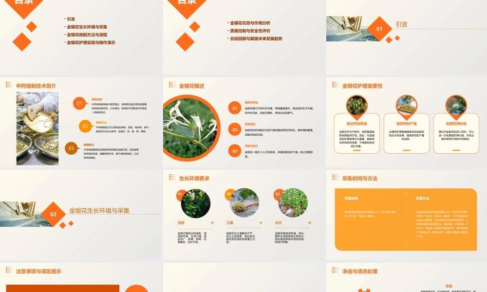 中药炮制技术之金银花护理课件