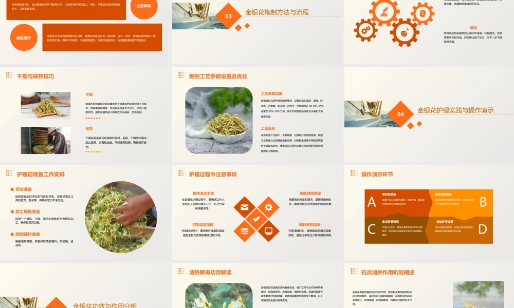 中药炮制技术之金银花护理课件