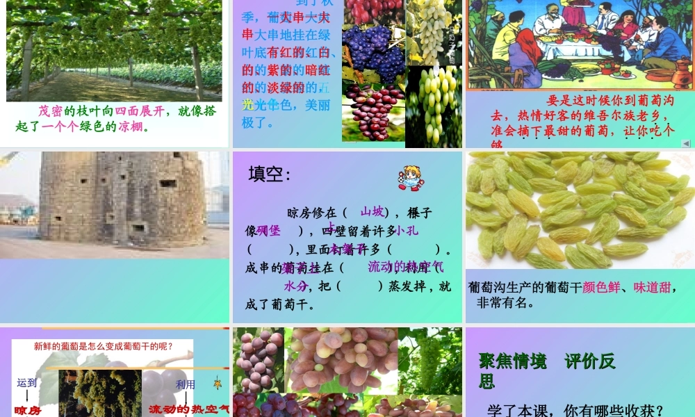 岳仲梅三年级上册《葡萄沟》