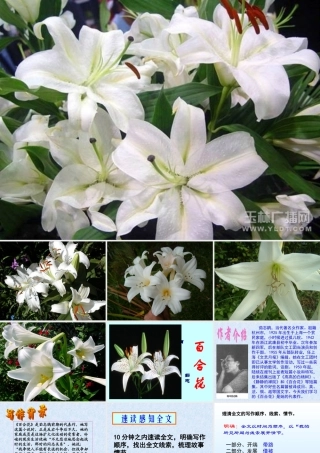 百合花课件 (2)
