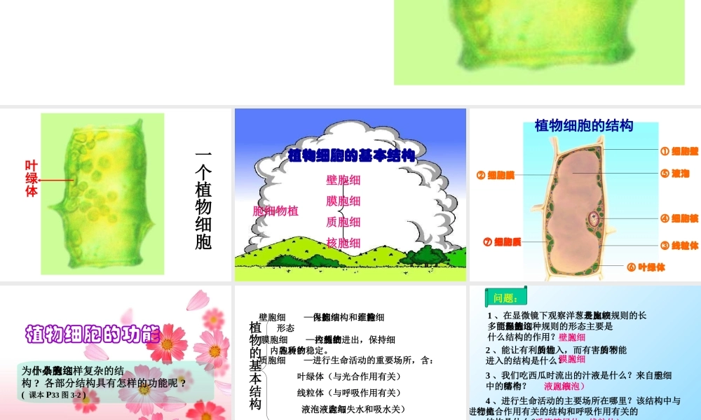 植物细胞的结构和功能 (2)