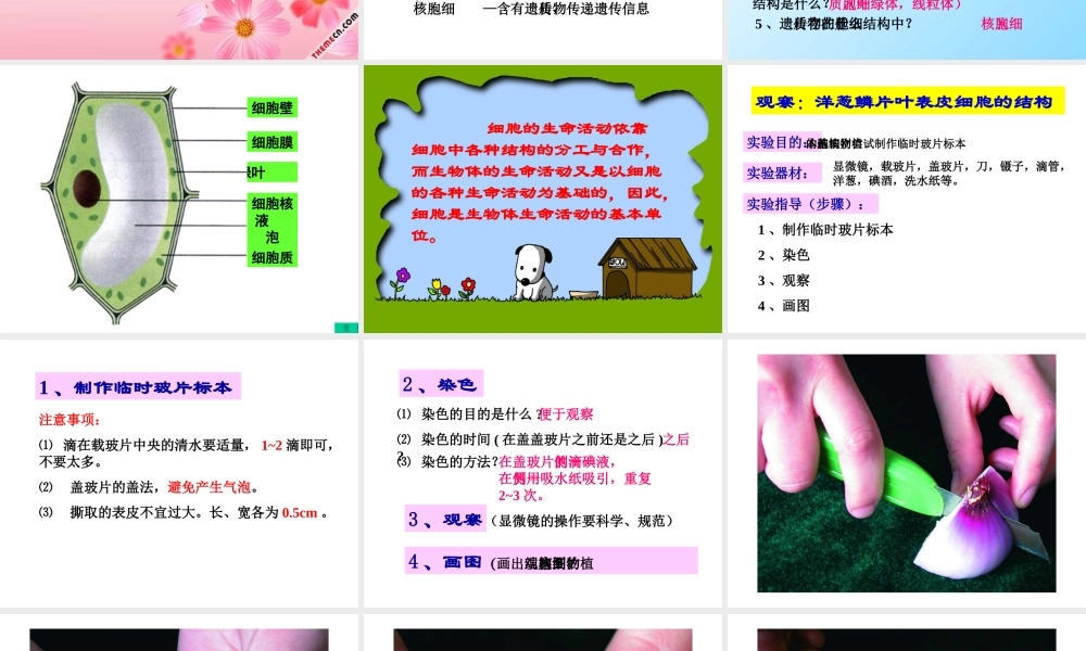 植物细胞的结构和功能 (2)