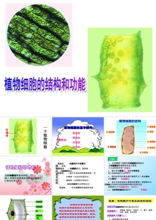 植物细胞的结构和功能 (2)