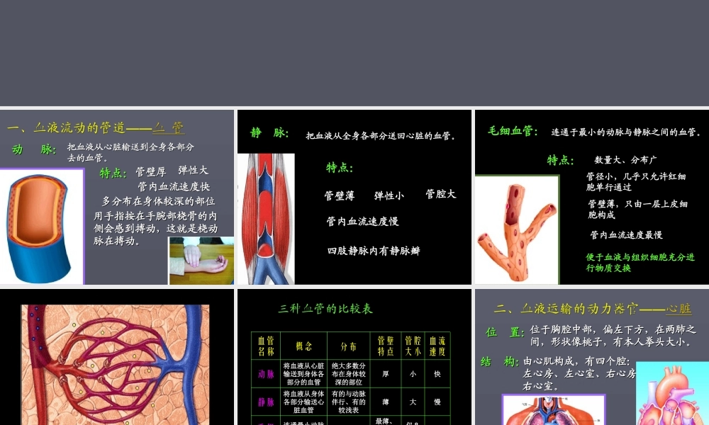 《血液循环》课件3