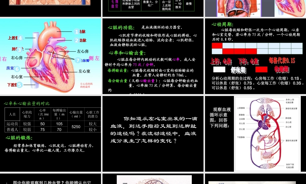 《血液循环》课件3